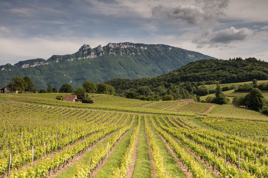 Vignoble au pied de la Dent du Chat