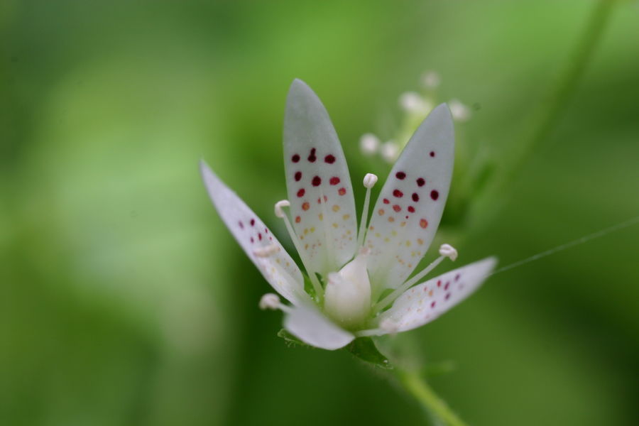 Les rando du Lavvu à La Norma