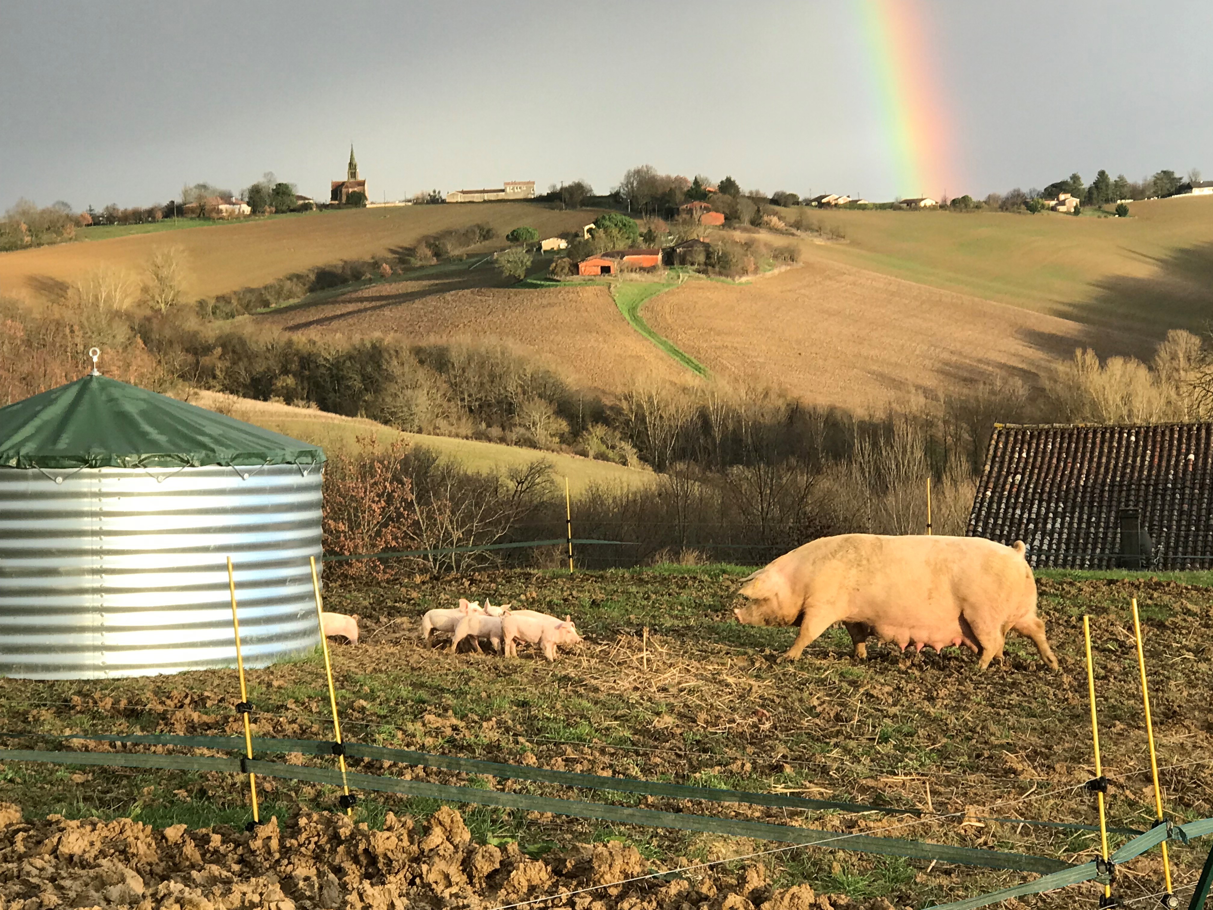 Le cochon du Griffoul à Aiguefonde - Tarn Tourisme