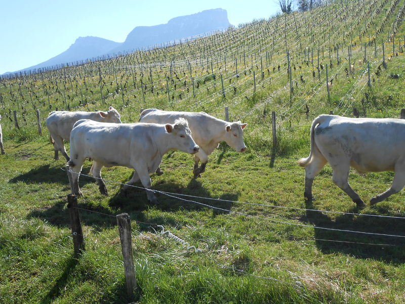 Exploitation Aux fruits de la treille