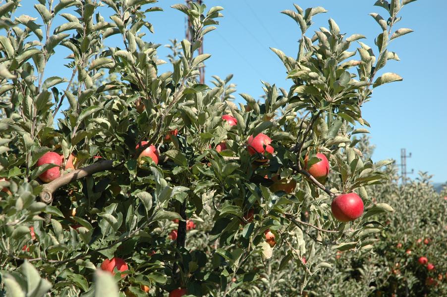 Les Délices du Verger - Le Bouchage - Balcons du Dauphiné