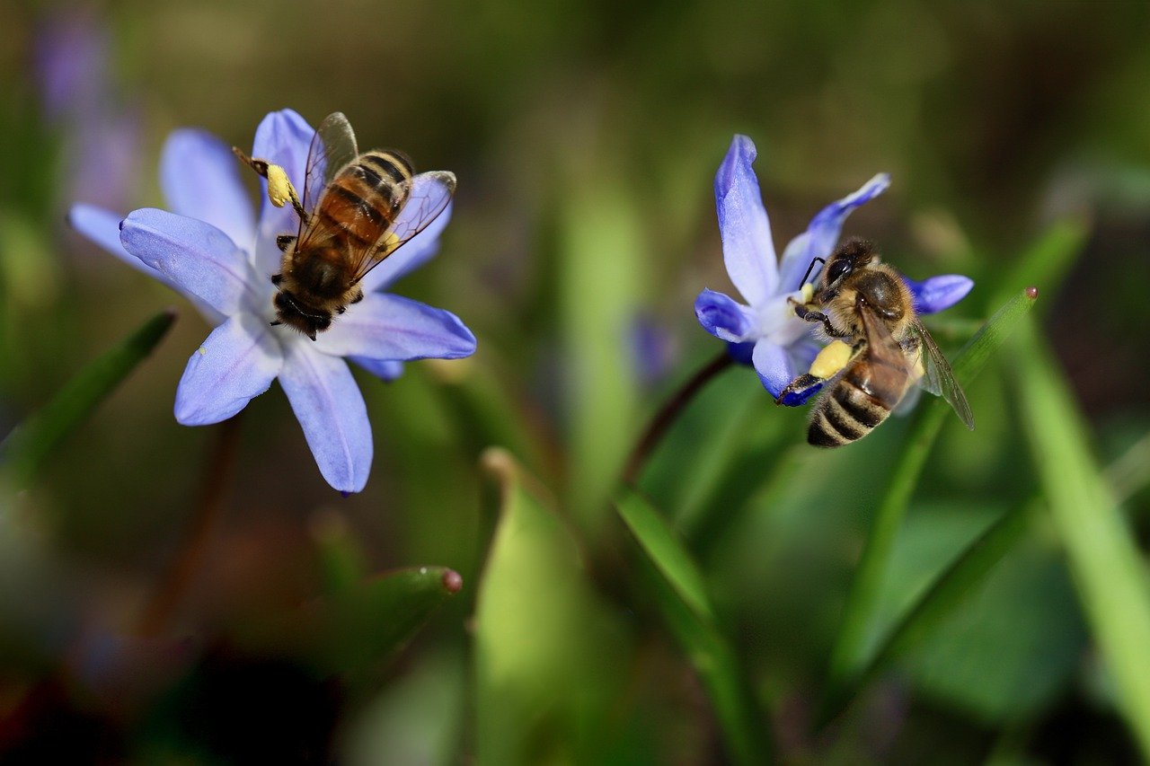 Une terre sans abeille ? - Film documentaire - SAINT-JEAN-SOLEYMIEUX