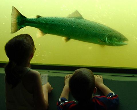 Visite de l'Observatoire des poissons migrateurs