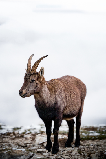 Exposition Faune Natura 2000 Belledone sud