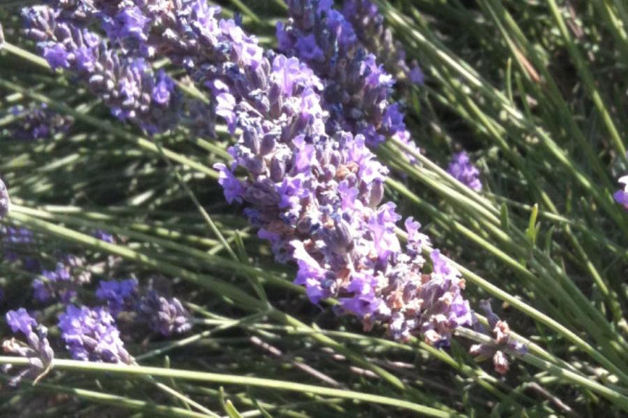 Balade dans les Lavandes en journée ou en soirée  (Eté 2025. )