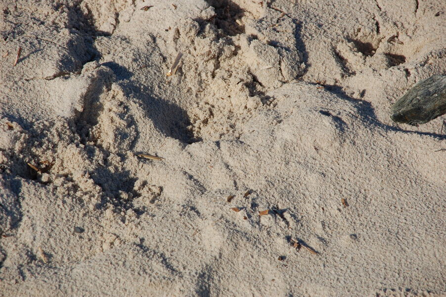 Plage de La Capte - Hyères