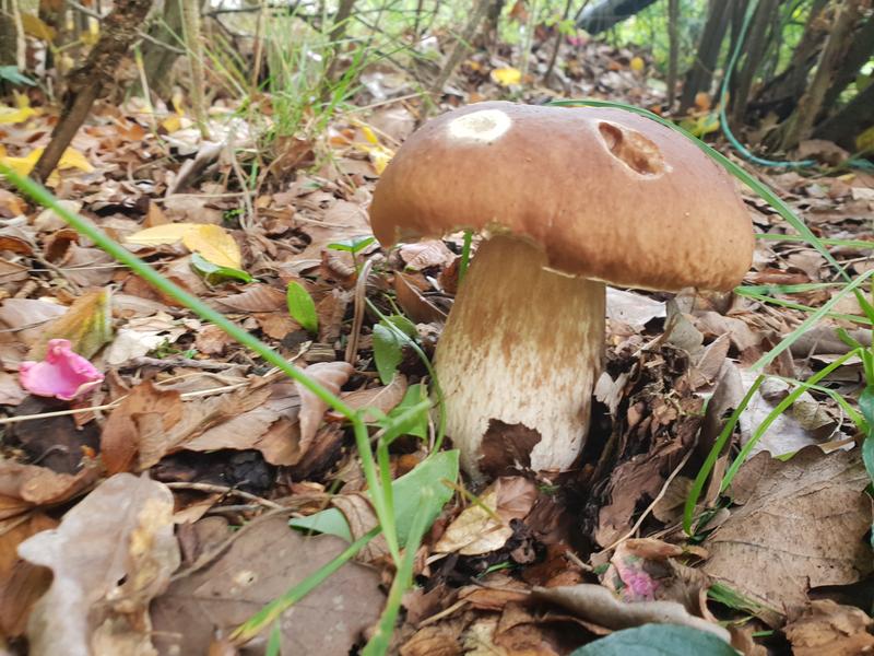 Balade cueillette champignons