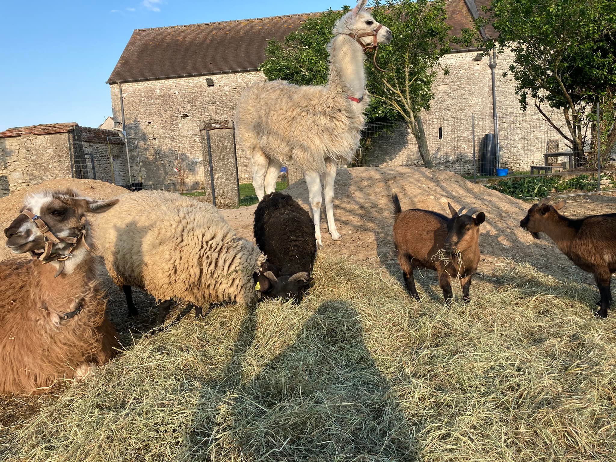 Ferme  pu00e9dagogique
