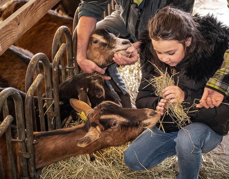 Printemps des chèvres