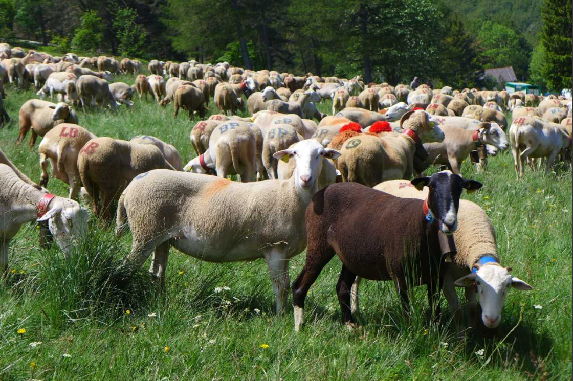 Fête de la Transhumance 2026_L'Esperou