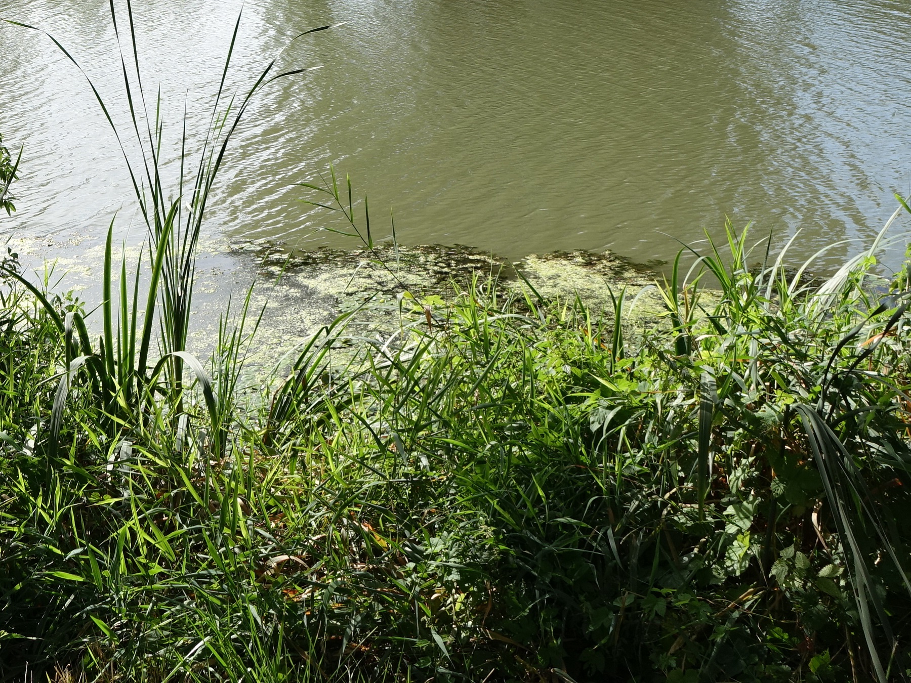 Parcours pêche de la carpe de nuit - Sèvre Niortaise