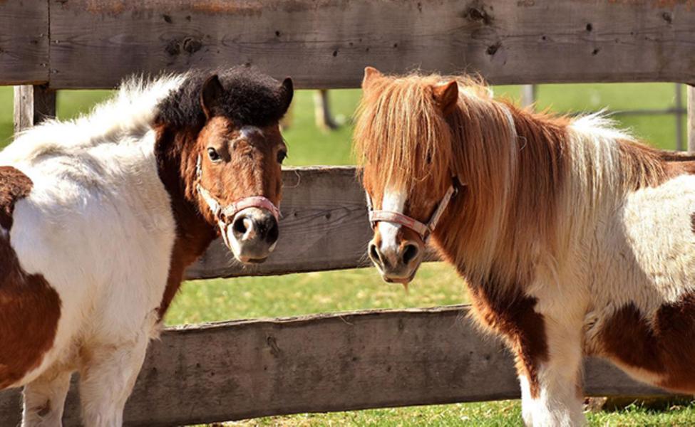 Balade à Poney - Ame Horse