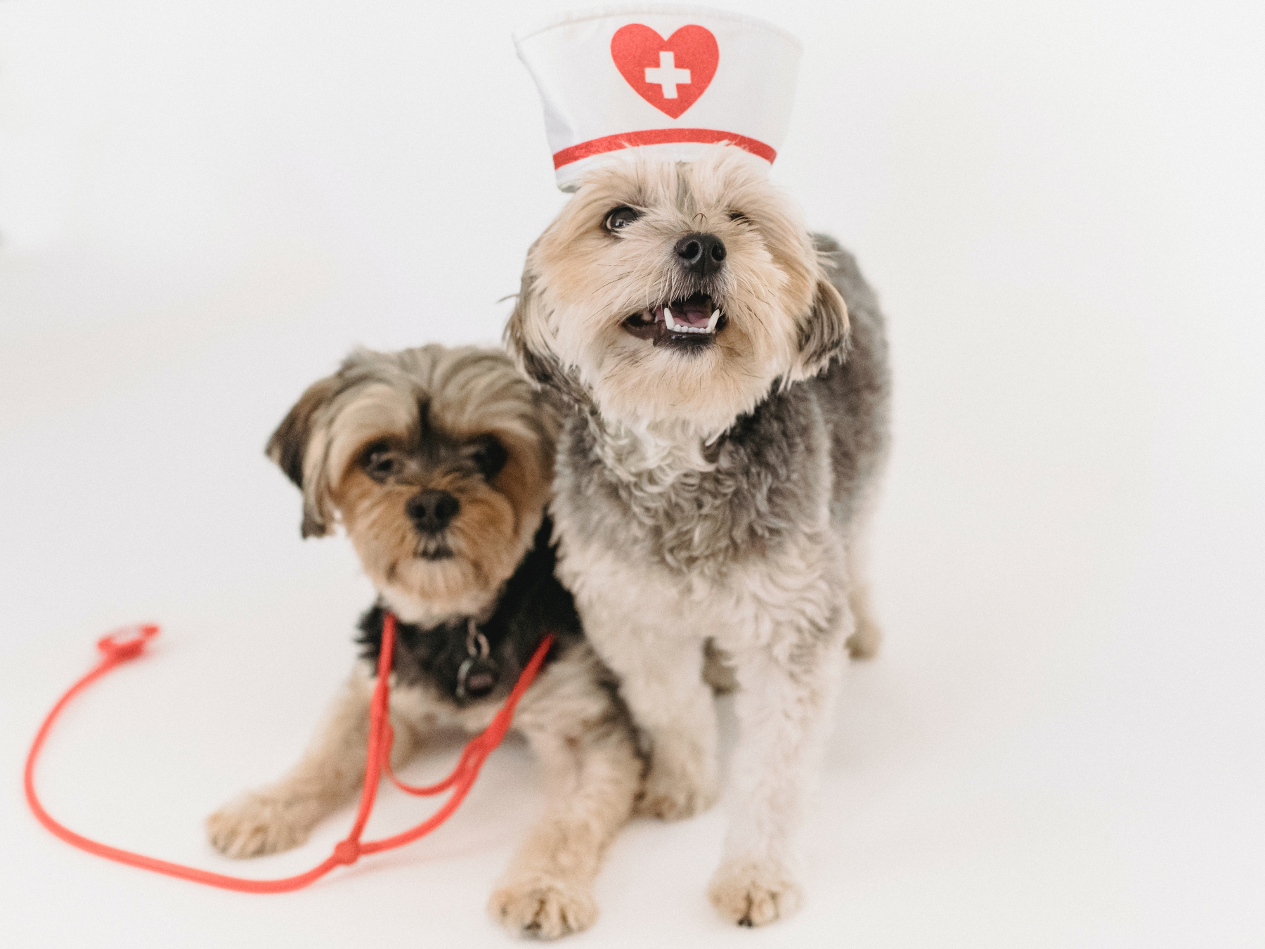 Cabinet Vétérinaire du Lapin Vert