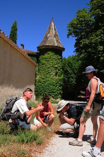 Sortie plantes comestibles et médicinales à Méounes-les-Montrieux