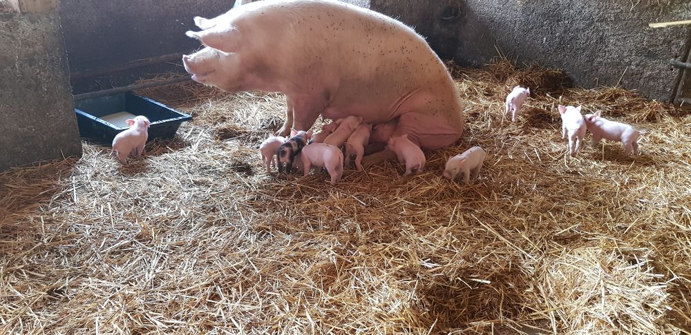 La Ferme du Petit Mont