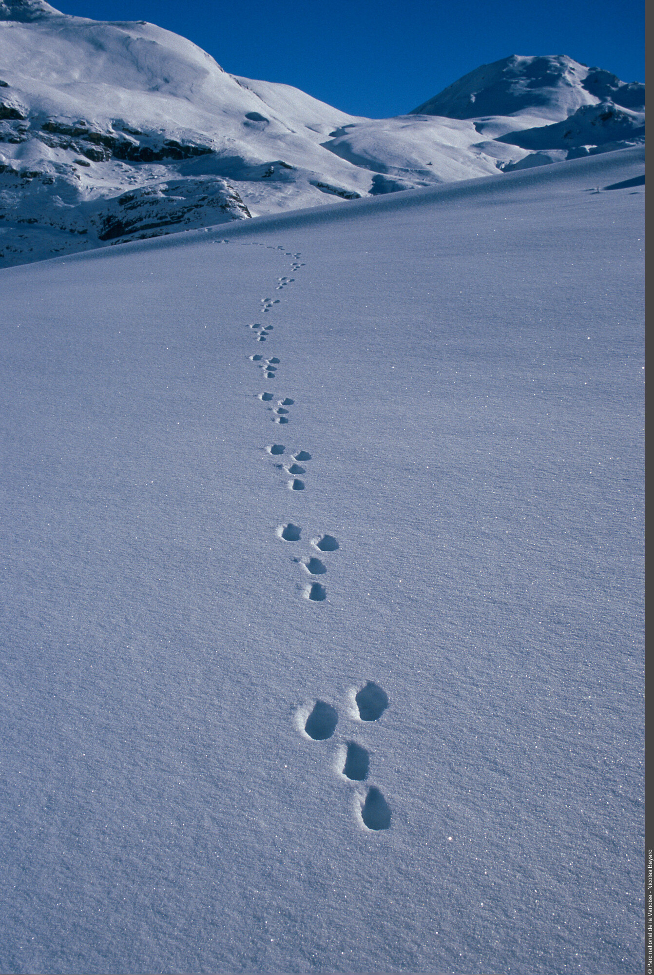 Traces de lièvre variable