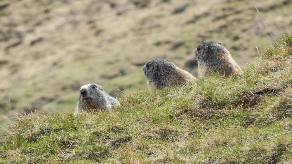 Les Marmottes du Col de Rombière - Randonnée avec Gilles Guilloteau