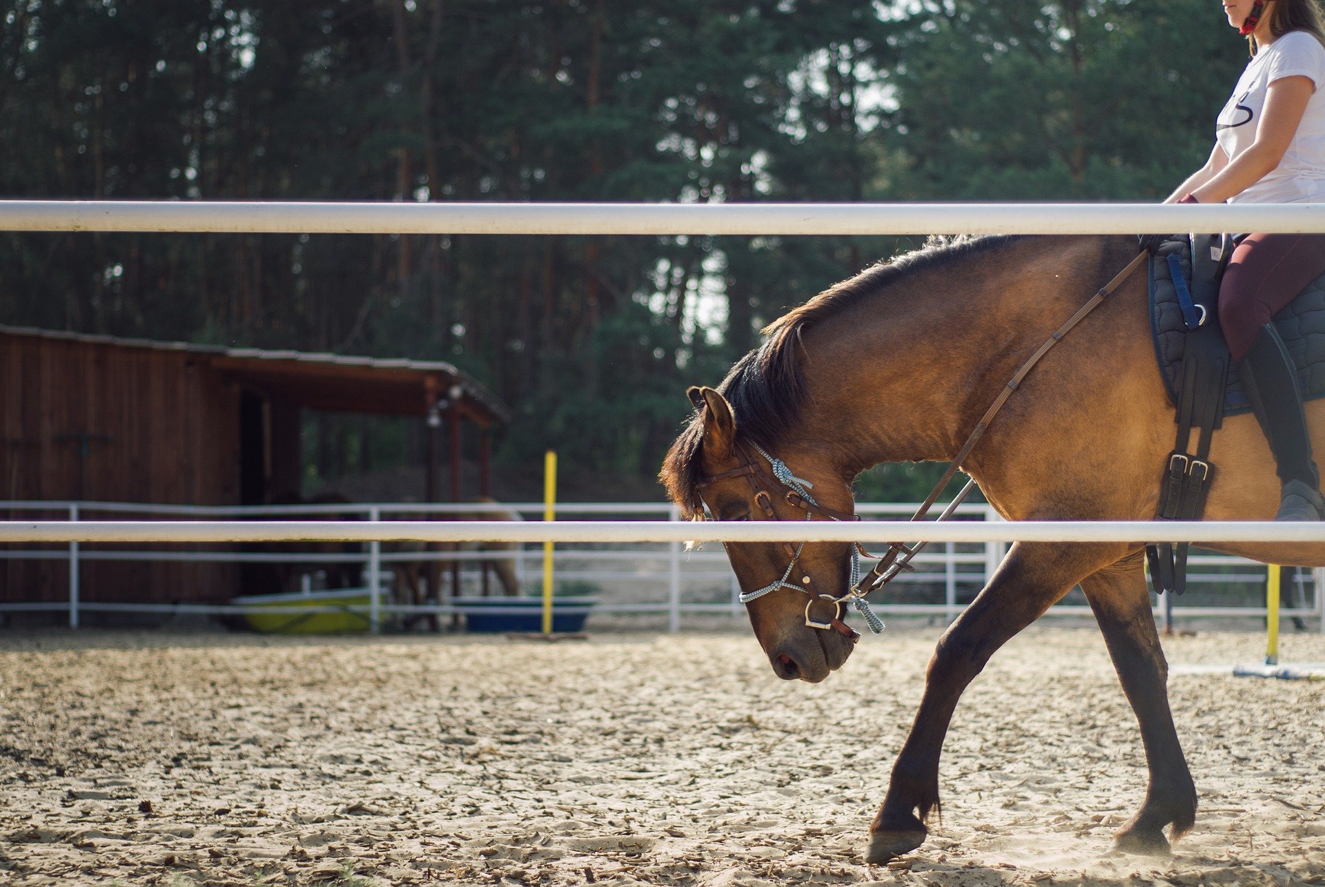 Poney Club de Richemont