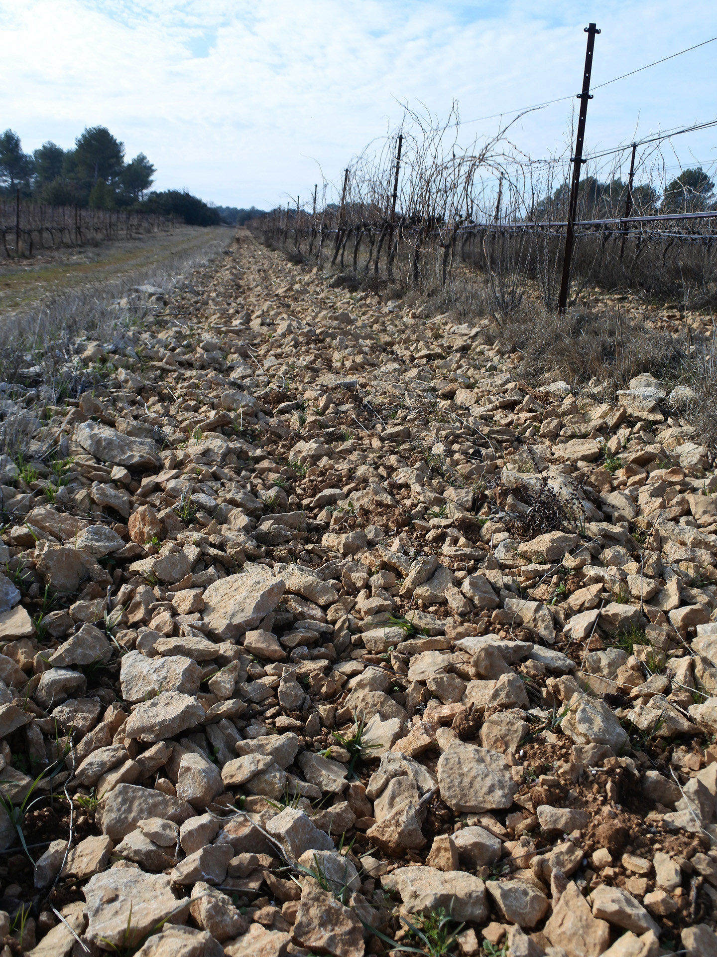 Le vignoble aixois, le vignoble des bastides - La plaine de la Touloubre