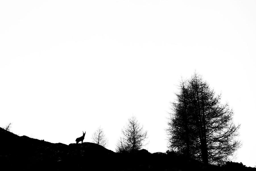 - © Mireille Coulon, Parc national des Ecrins. 133270e_HD - © Mireille Coulon, Parc national des Ecrins.