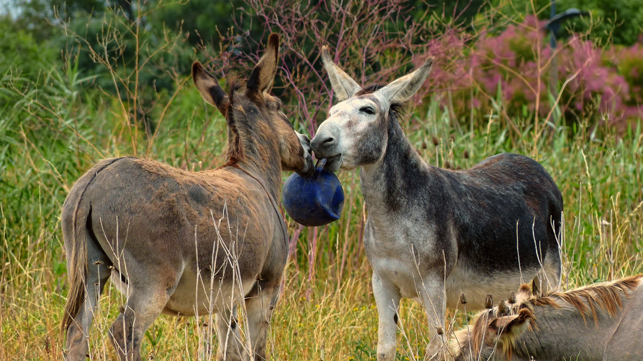 Découverte des ânes en famille avec Alternative Animale