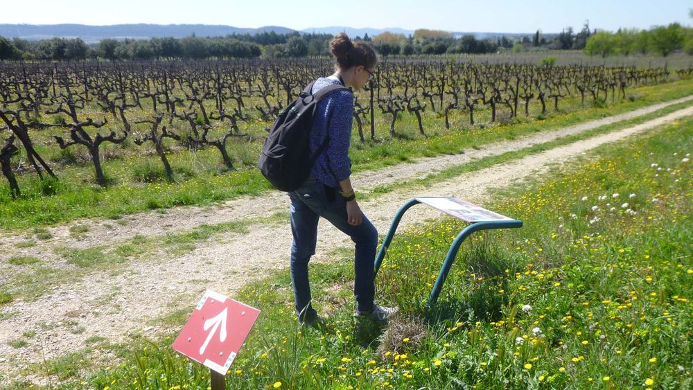 Sentier vigneron Cucuron