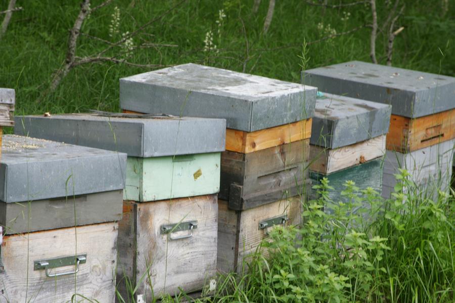 L'Essaim de Chartreuse_Saint-Pierre-d'Entremont