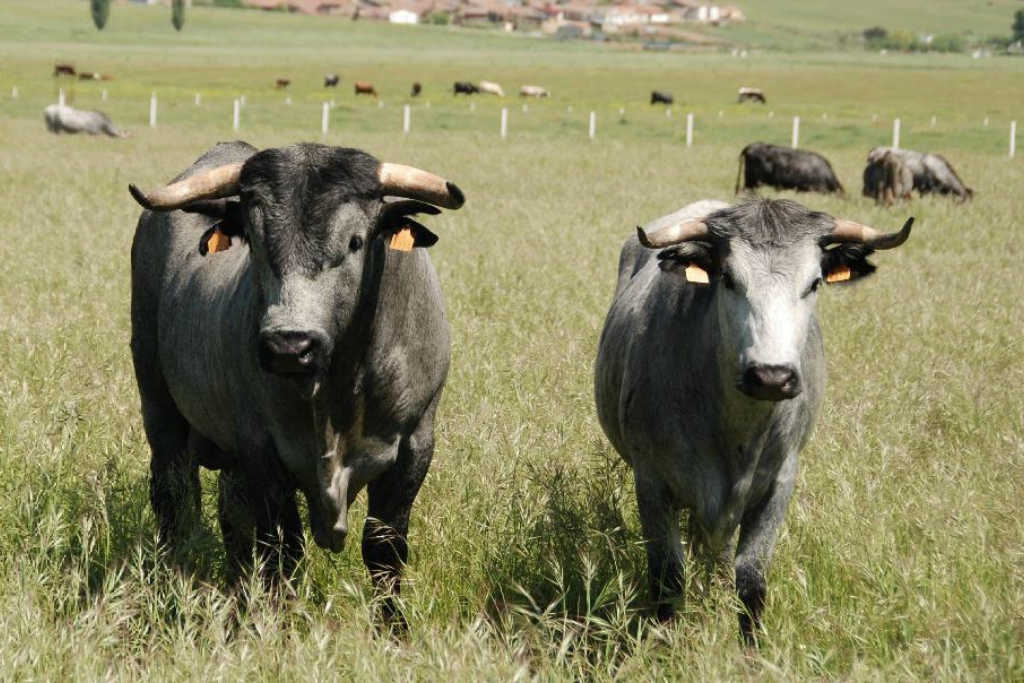 Les délices de la Crau