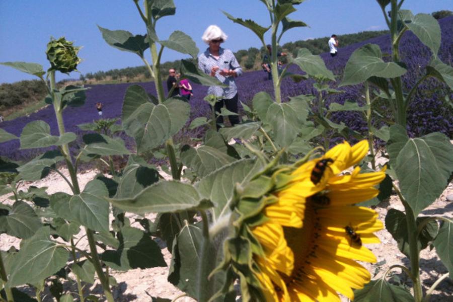 Balade dans les Lavandes en journée ou en soirée  (Eté 2025. )