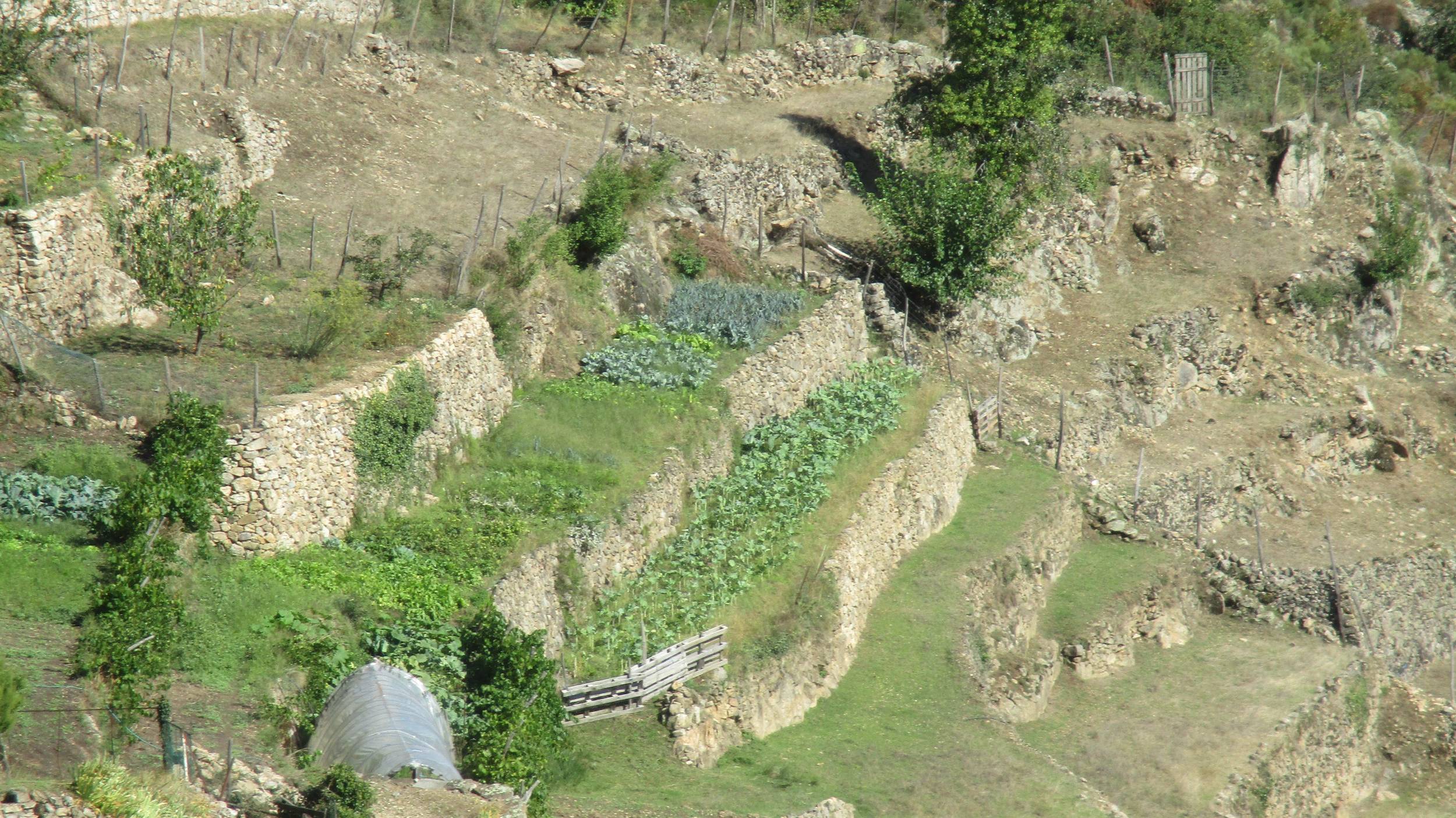 Terrasses cultivées à St Barthélémy