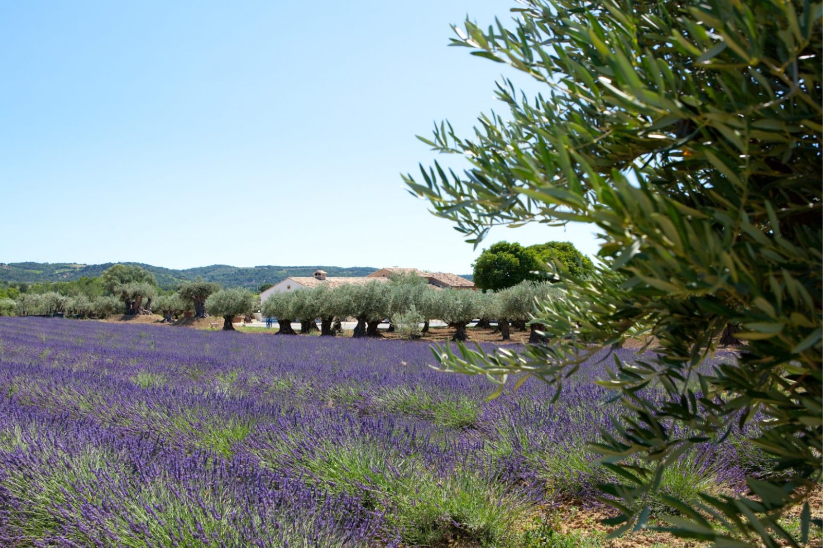 L'o Provençale