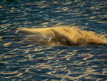 Tournoi - Étape de la ligue M1 de Sport-Boules_Chazelles-sur-Lyon