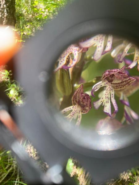 Stage plantes sauvages comestibles et médicinales
