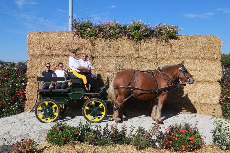 Concours chevaux