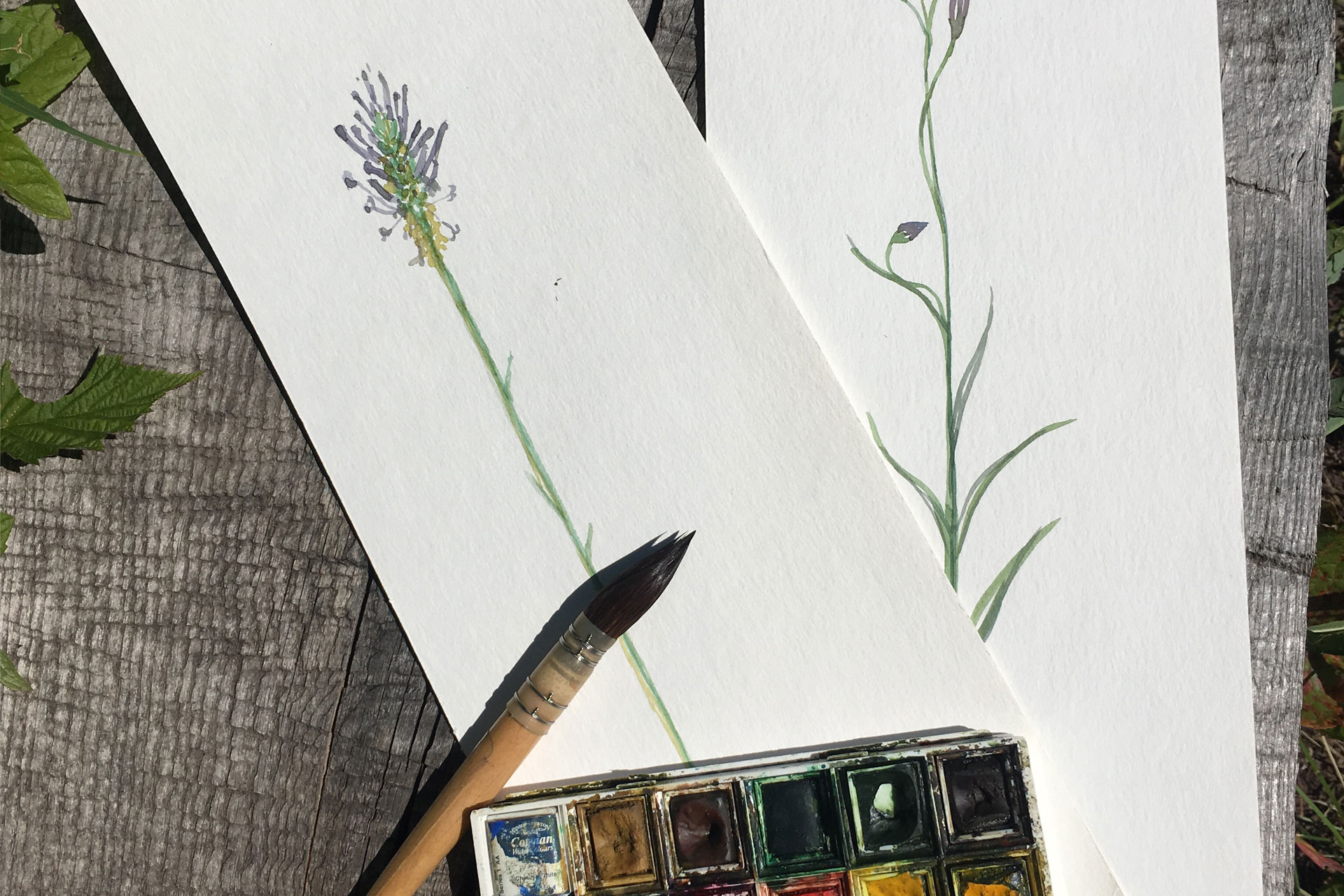Photo painting alpine flowers watercolor walk Chamrousse