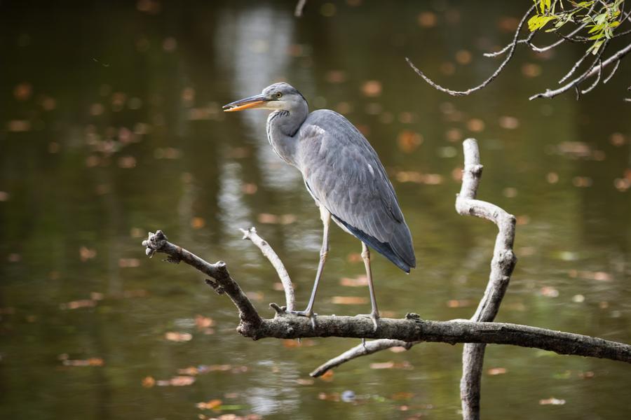 Le Lac de Gravelle dans le Bois de Vincennes 