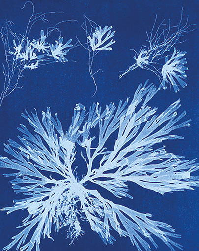 Anna_Atkins_algae_cyanotype