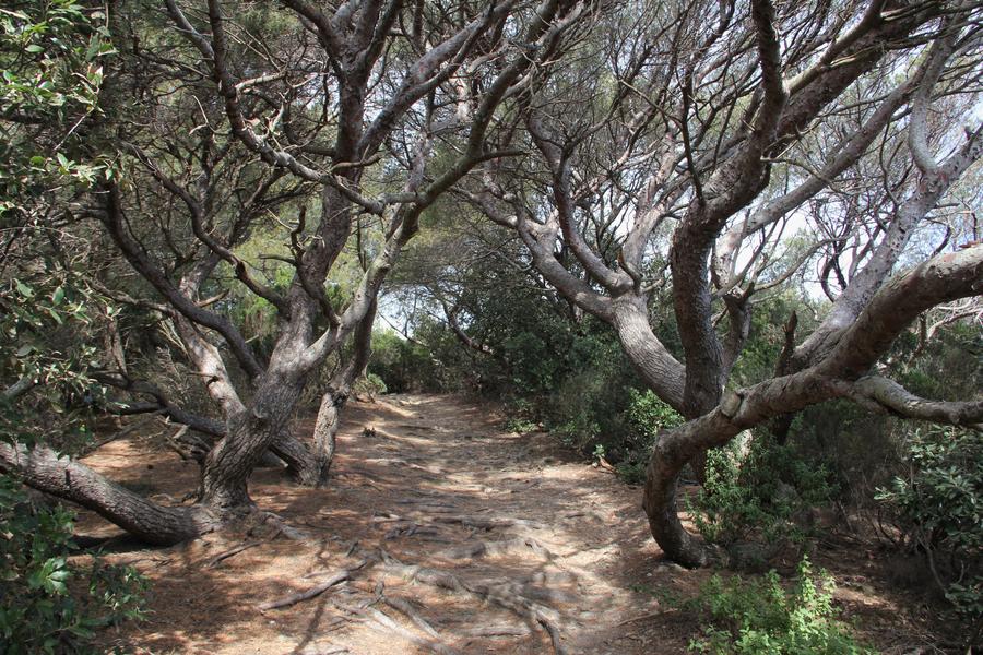 Sentier bordé de pins d'alep torturés par le vent