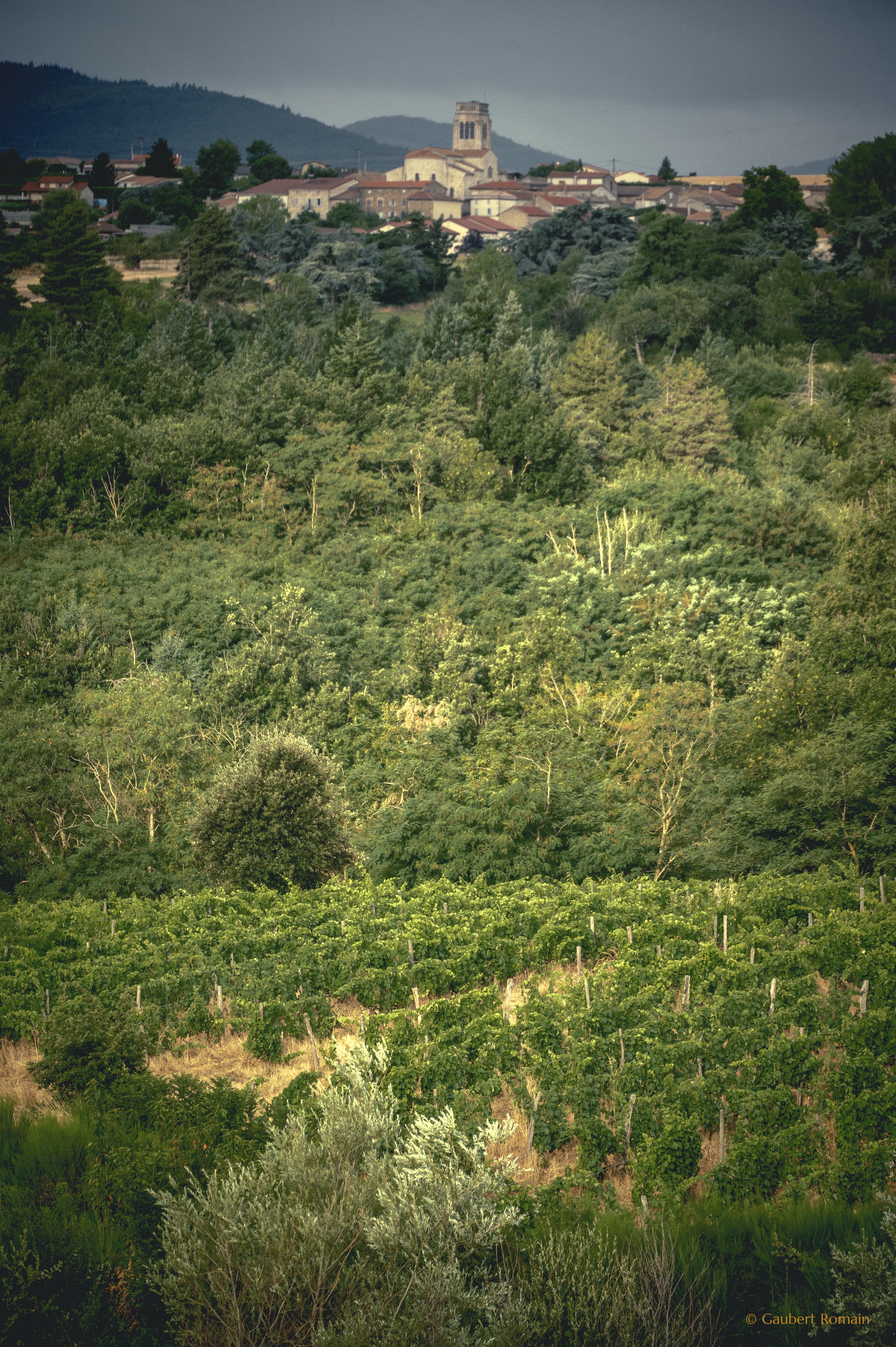 Domaine des Bardes_Eclassan