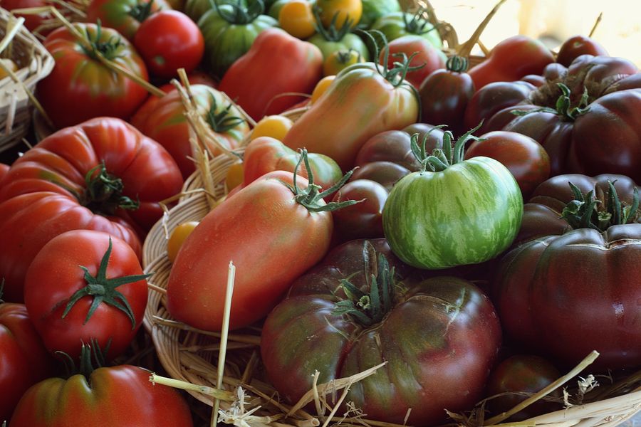 Tomates aux cueillettes du Plessis, 2014