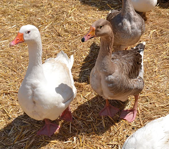 Le Monde Enchanté: La mini ferme pédagogique, balades en calèche, à poney et à dos d'âne_Cavalaire-sur-Mer