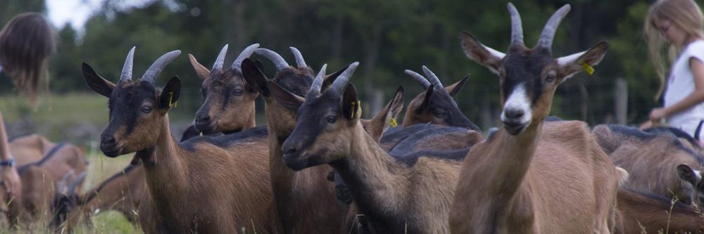La bergerie du vieux moulin_Les Vastres