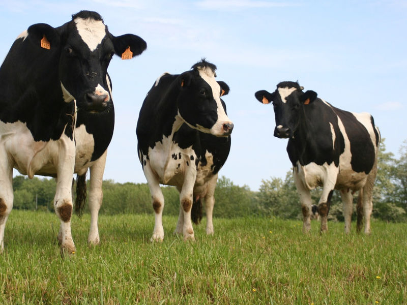 Vaches dans les champs