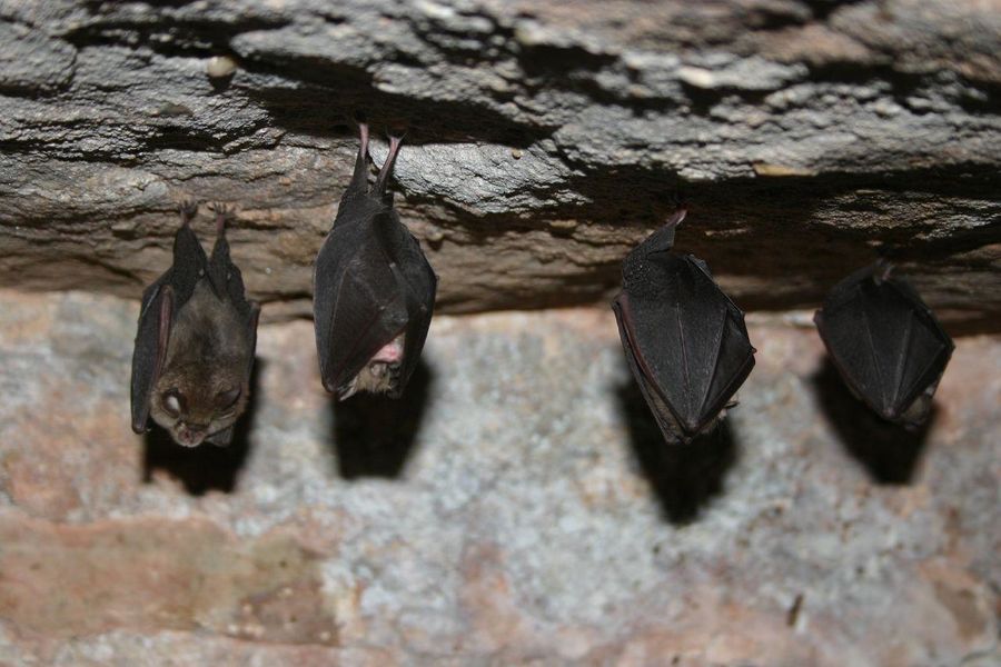 http://Nuit%20de%20la%20Chauve-souris%20à%20la%20Réserve%20Naturelle%20Régionale%20de%20la%20galerie%20du%20Pont%20des%20Pierres