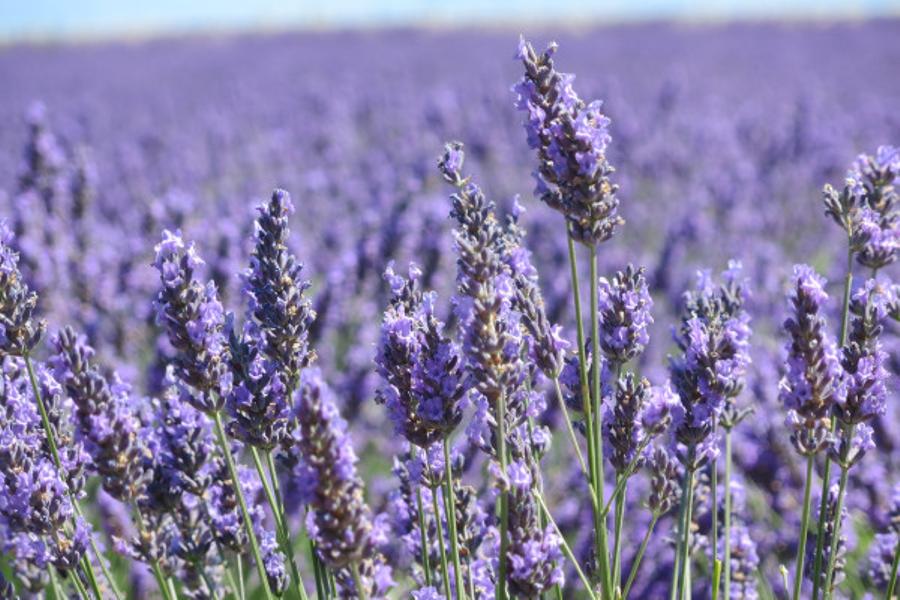 Balade dans les Lavandes en journée ou en soirée  (Eté 2025. )
