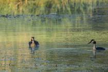 Dombes, terre d'oiseaux : Observons les oiseaux de l'étang Prêle