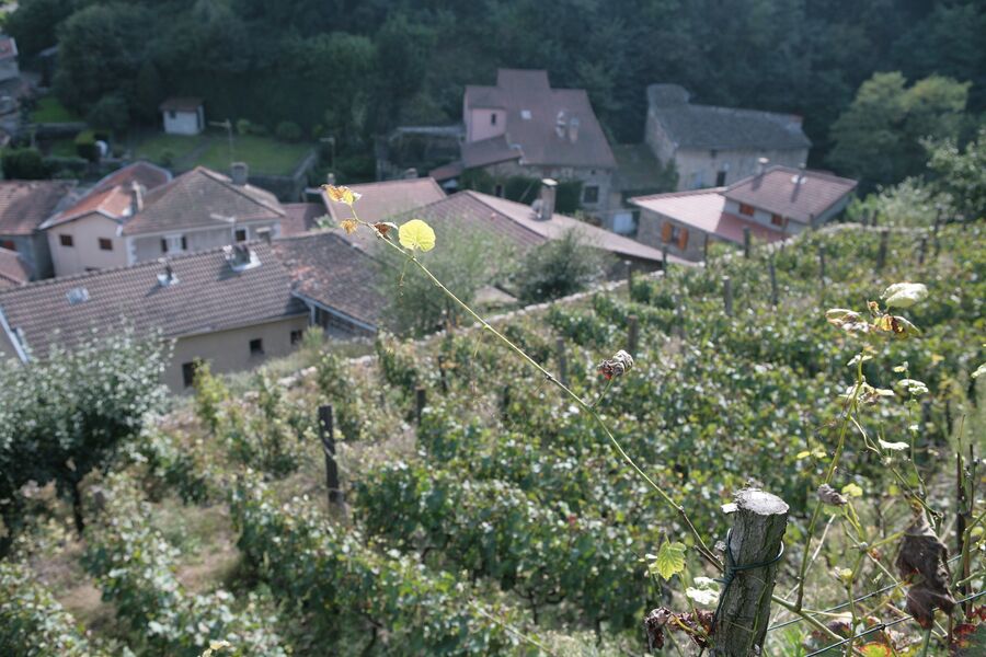 Coteaux du Gier Dargoire