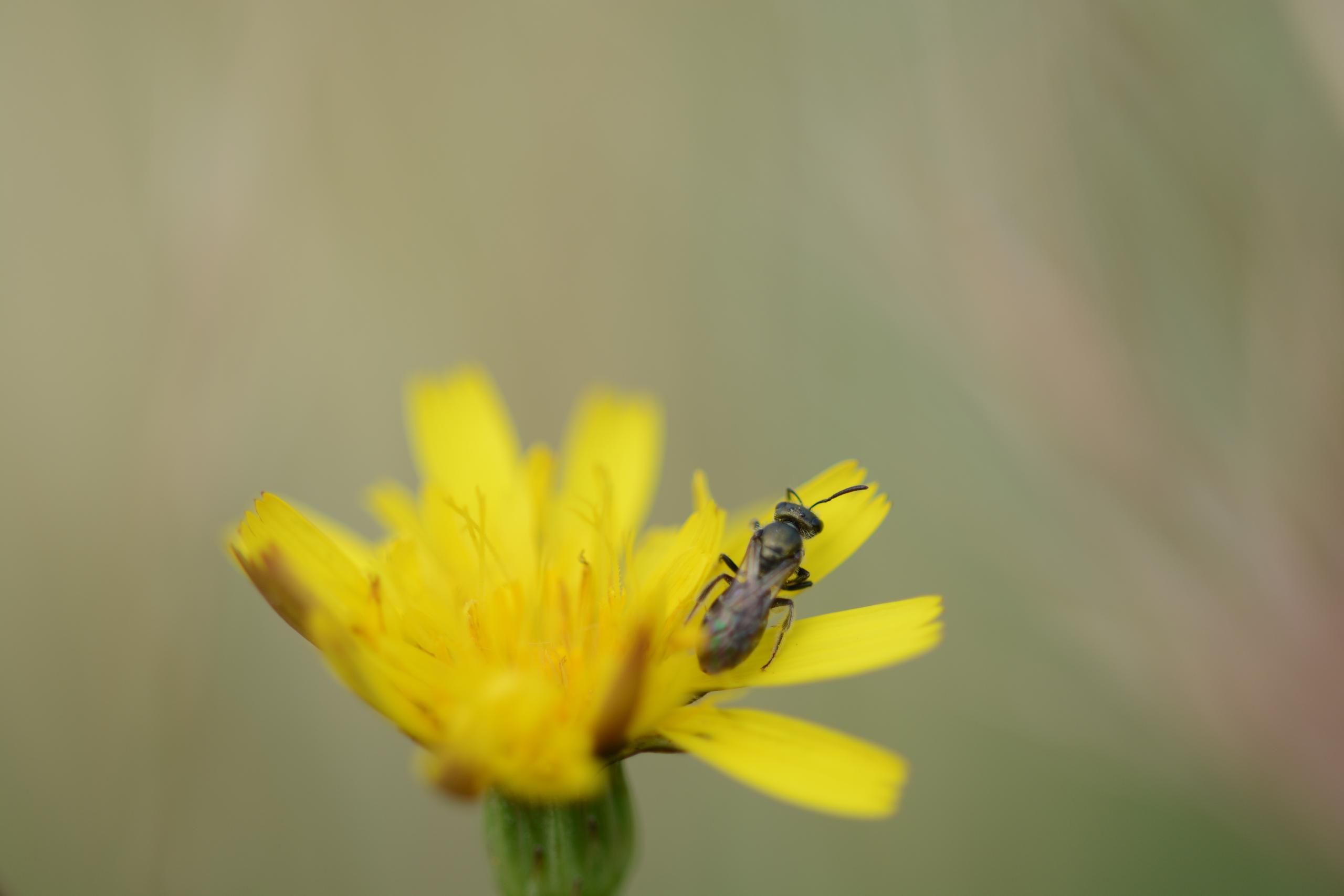 Safari junior : Lumière sur les abeilles