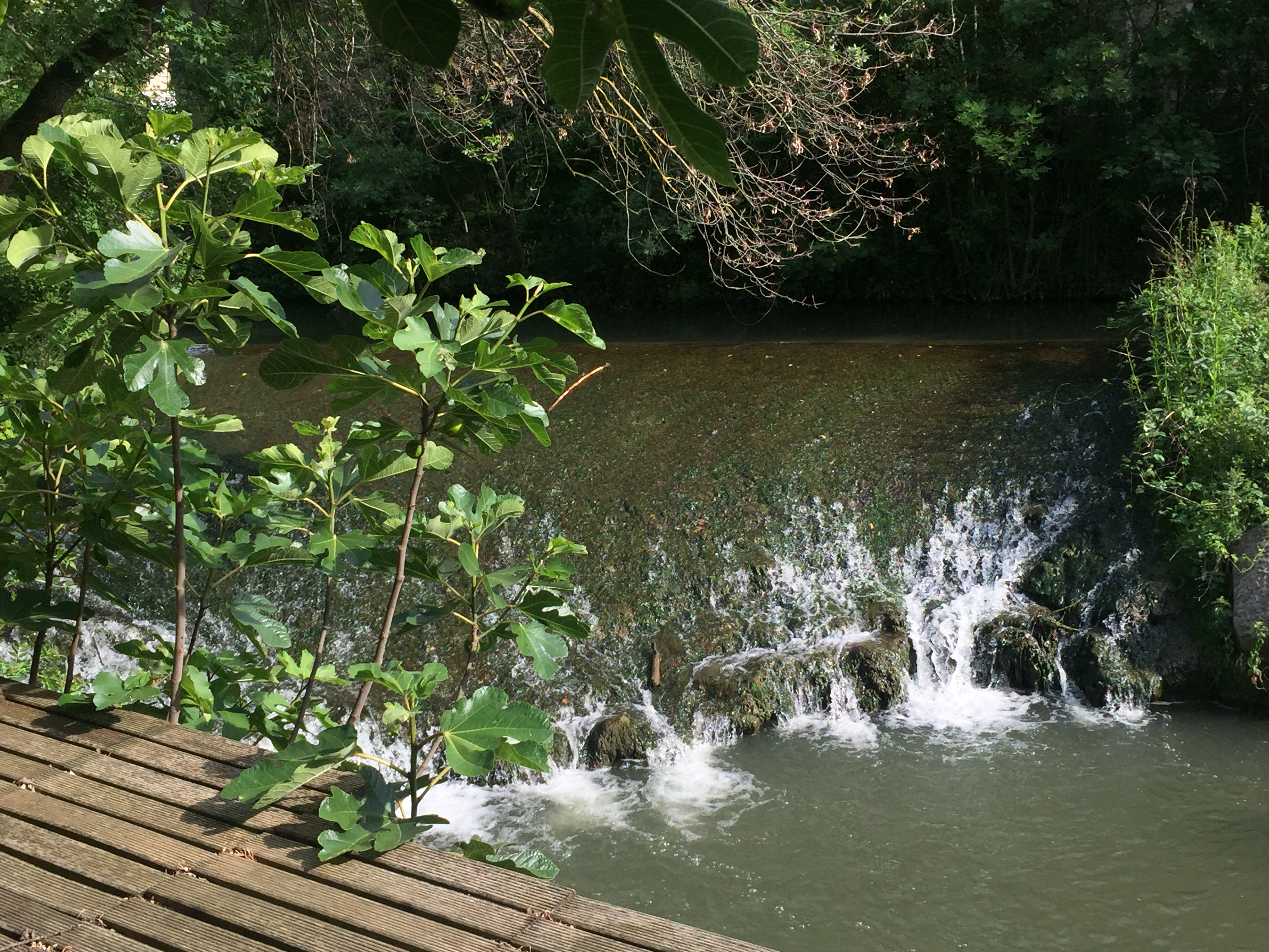 Ilot de verdure en bord de rivière, Pélissanne - photo 10