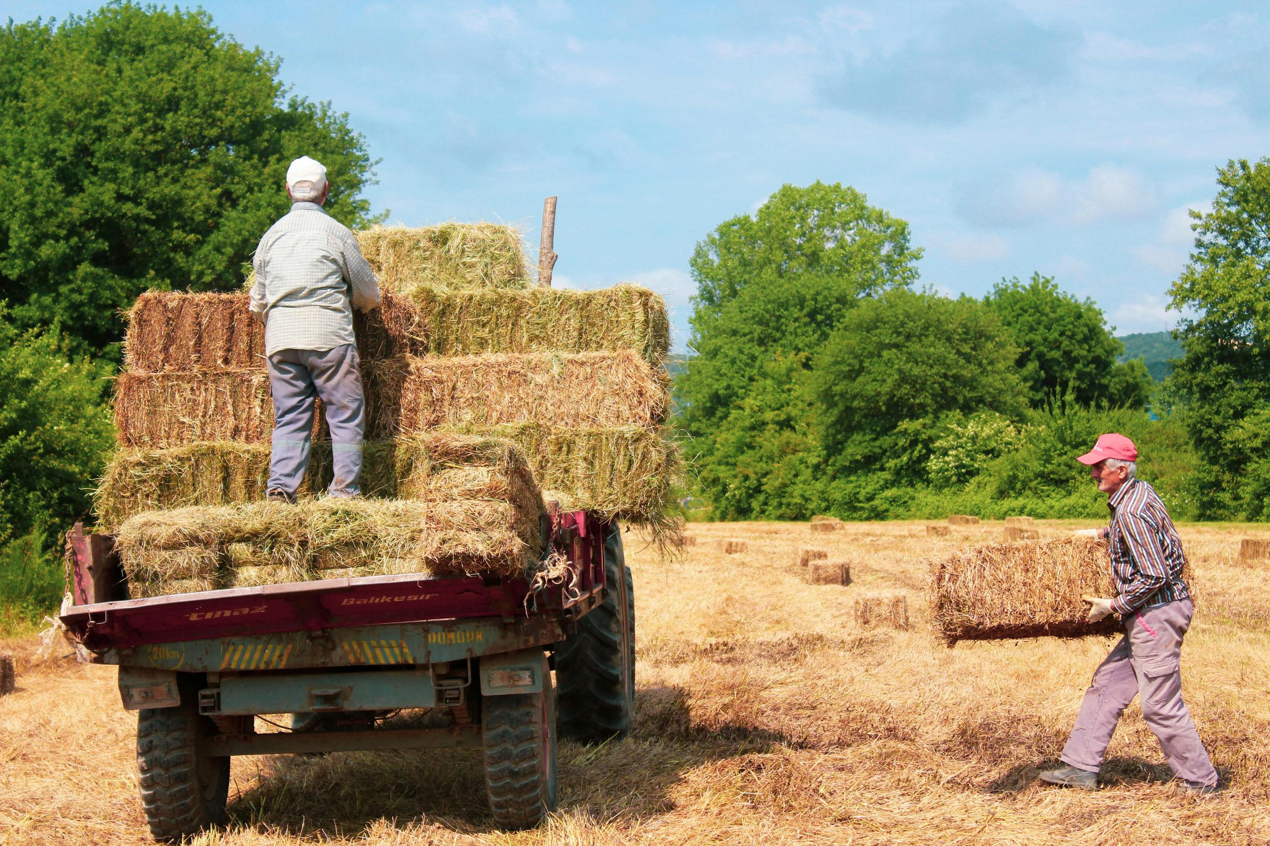 Comice Agricole - Fête "Du blé au pain" - Juignac